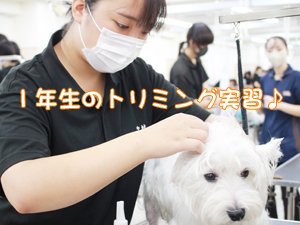 学校のモデル犬を１年生がトリミング！